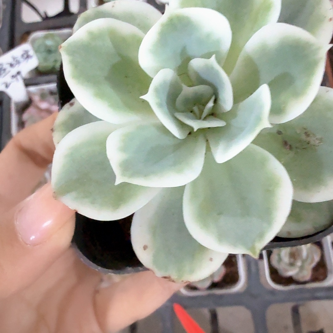 柠檬玫瑰锦多肉植物