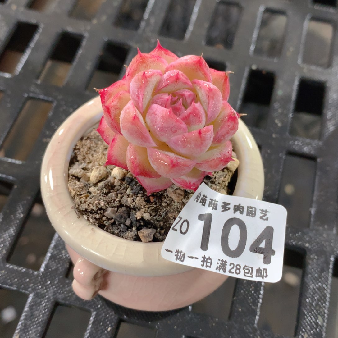 肉萌萌拇指盆精控多肉ZO104