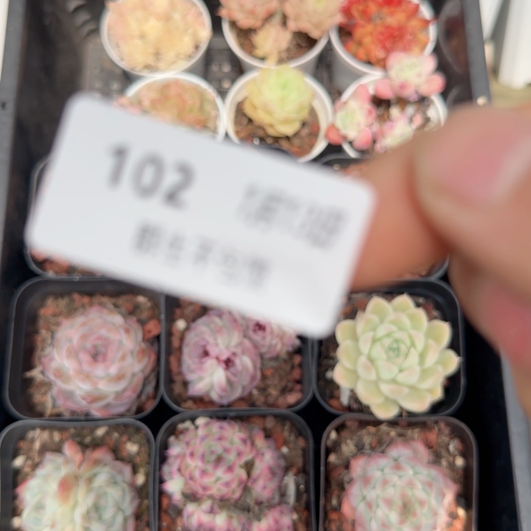 框拍框拍0113-102