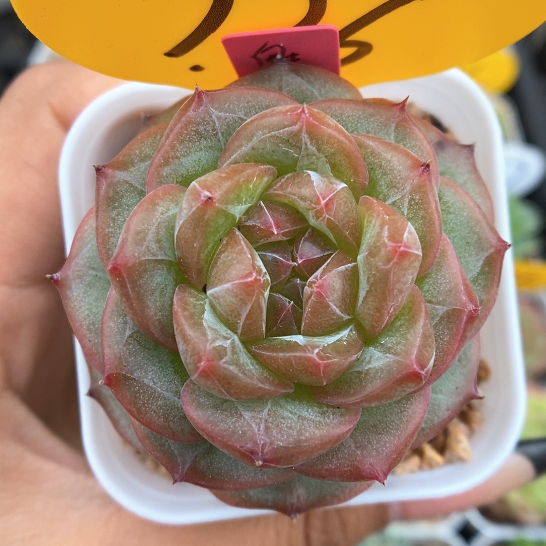 魅影可拍926号。    