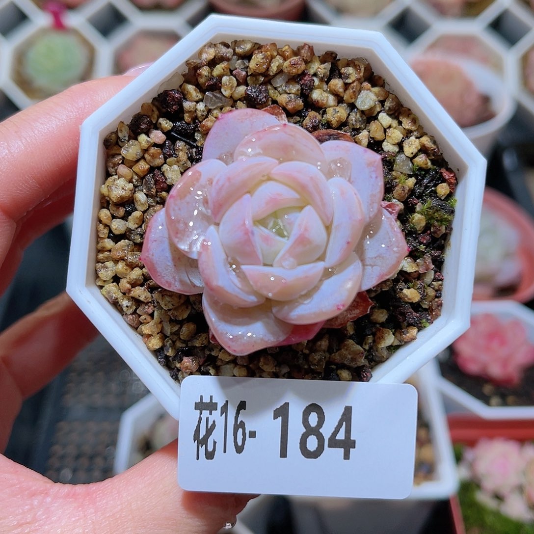 花利美16-184精选糖心