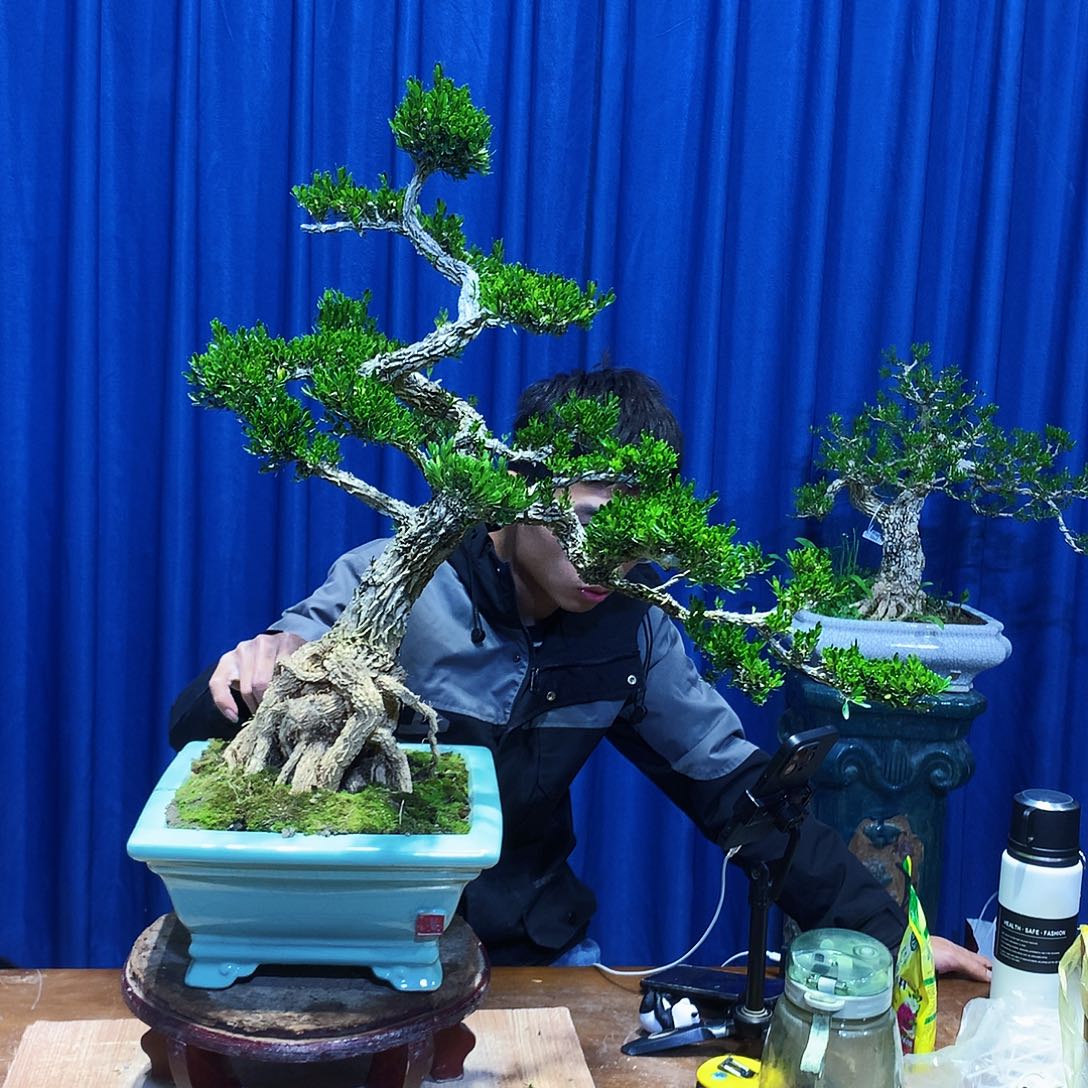 黄杨盆景一物一拍