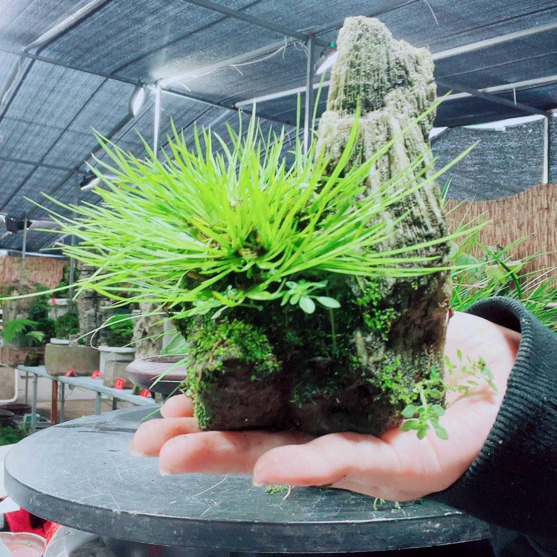 华***陶当前无花栽培后可以开花