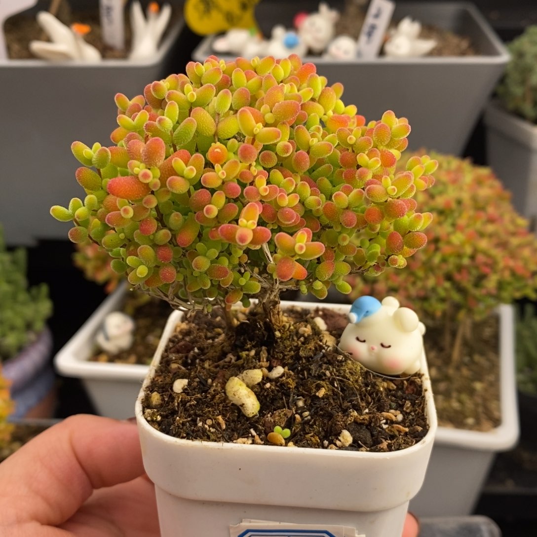 完全开放31号蜜橘糖球（6.5cm）