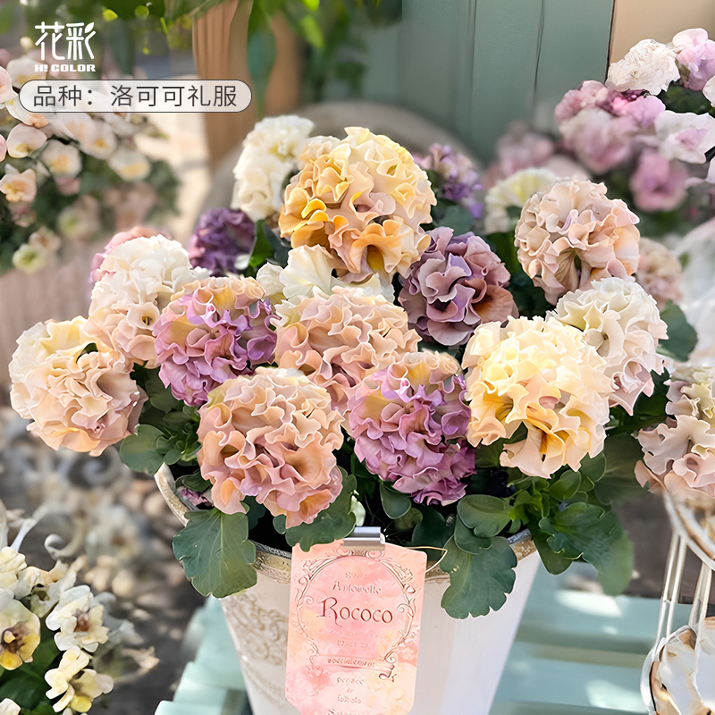 花彩皱边角堇盆栽阳台卷边礼服草花园组盆冬季耐寒花卉