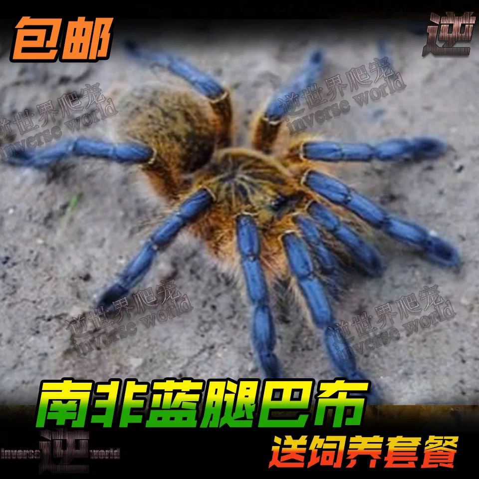 南非蓝腿巴布HP1.5-8厘米比橙巴布蜘蛛更漂亮稳定进阶品种帅气