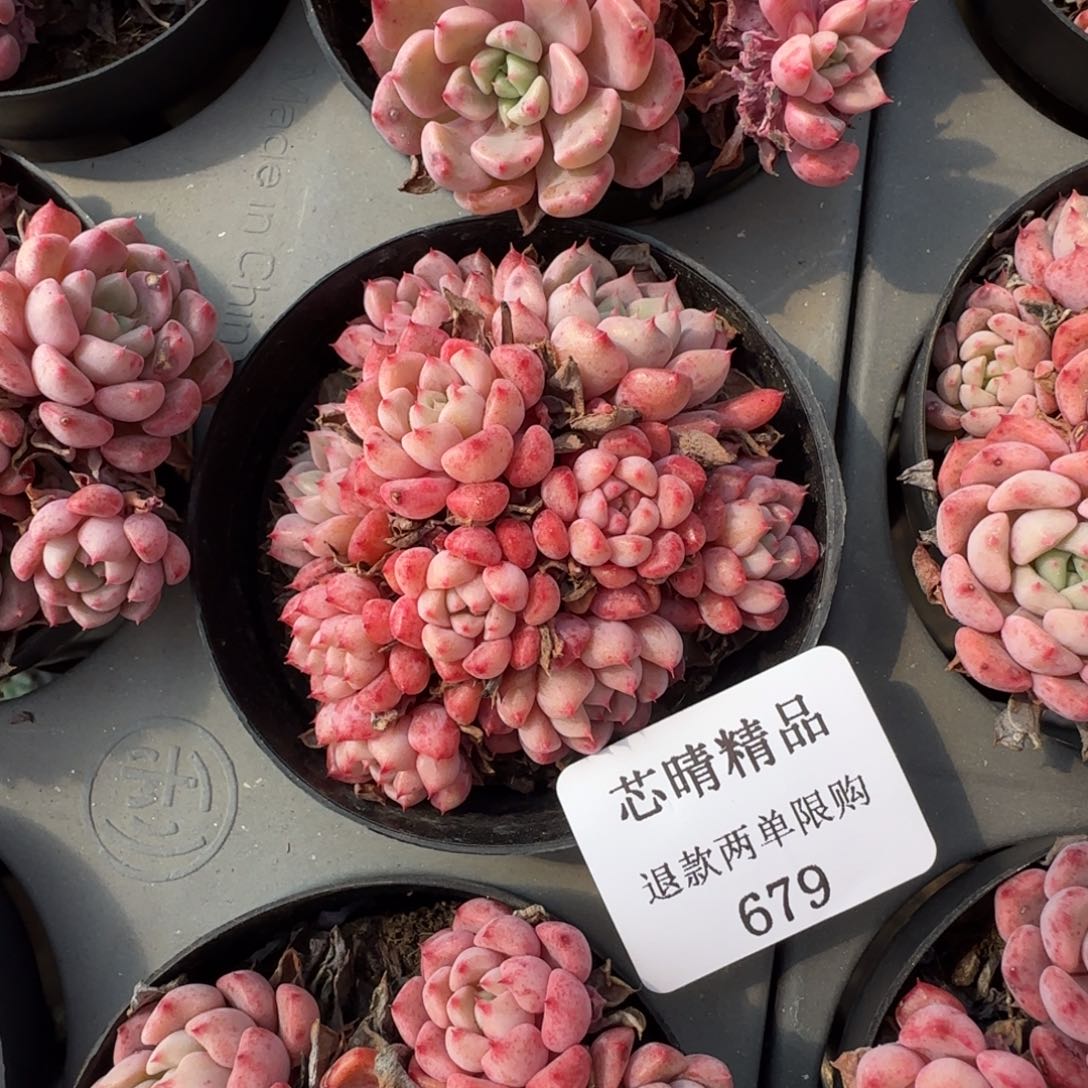 多肉很小看清楚下单拒绝非品质售后679