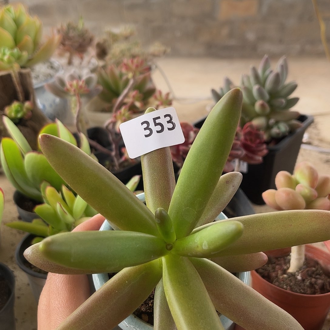 353。   椰子树。 111111111