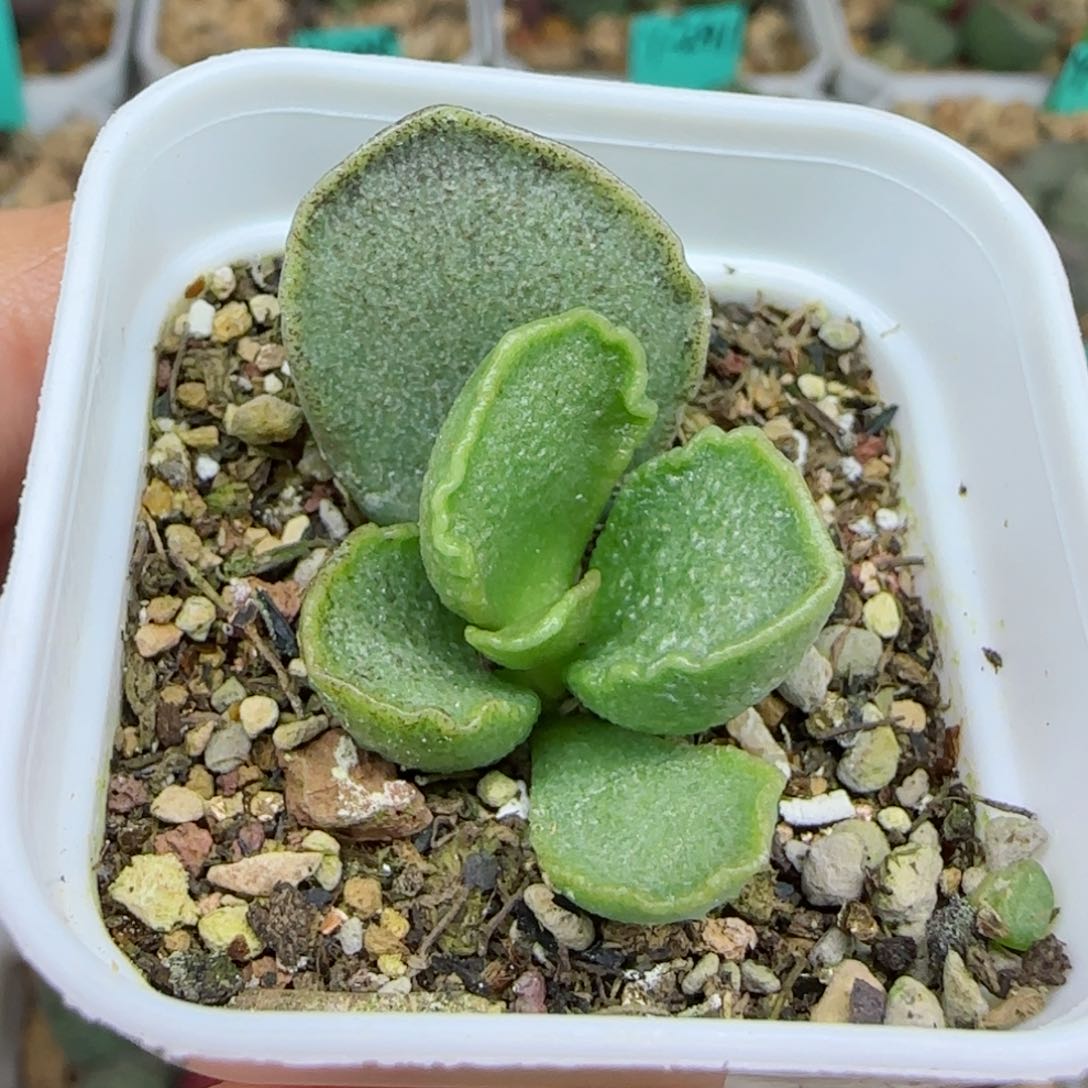 青瓷大苗，带盆发