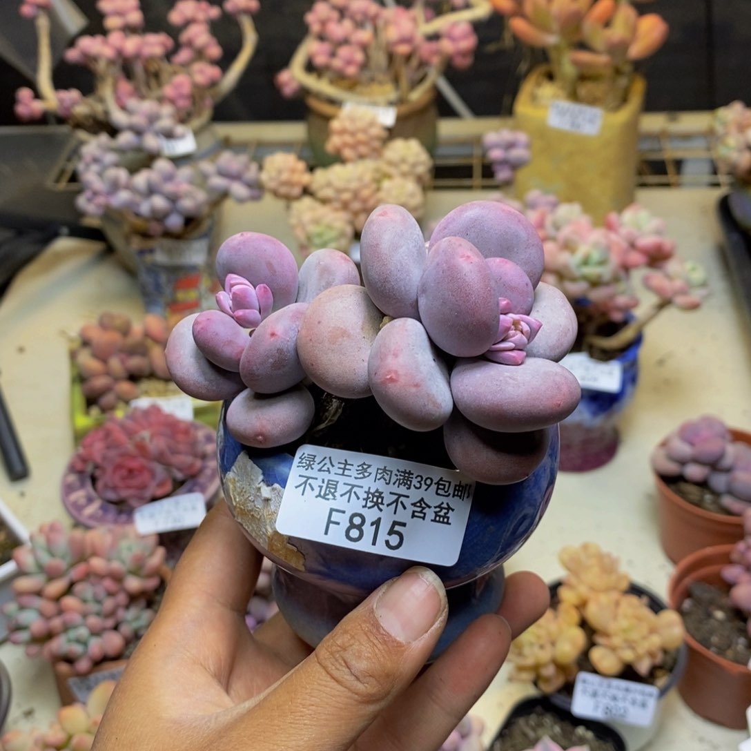 燕*815大叶奶多肉7c m