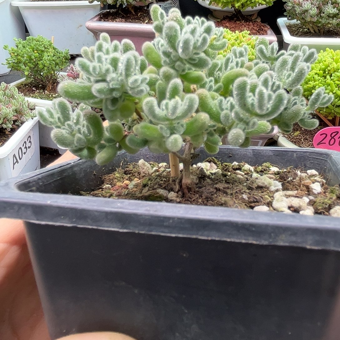 雅***鸭冰晶优选枝干番杏