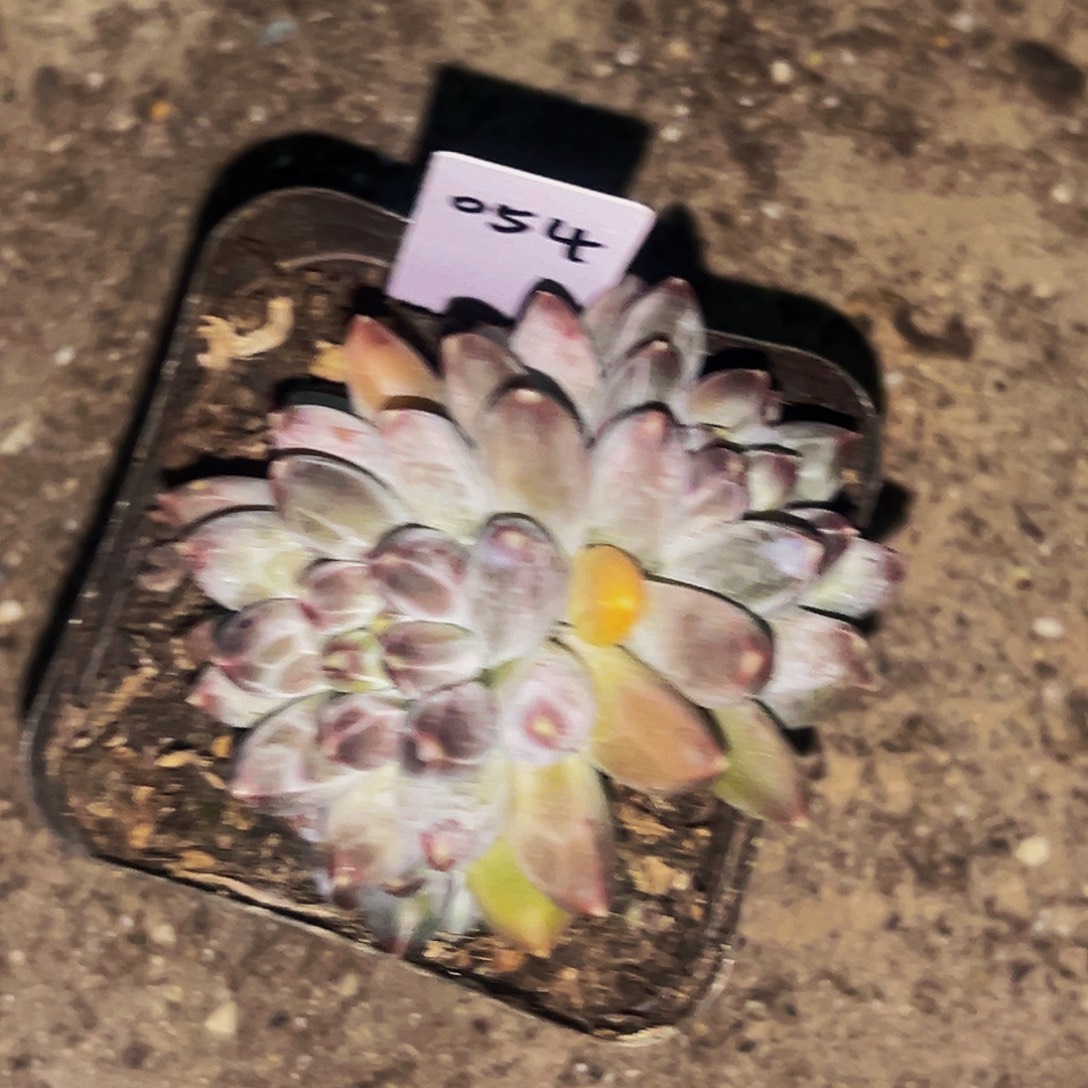 桔云多肉美人精品系列