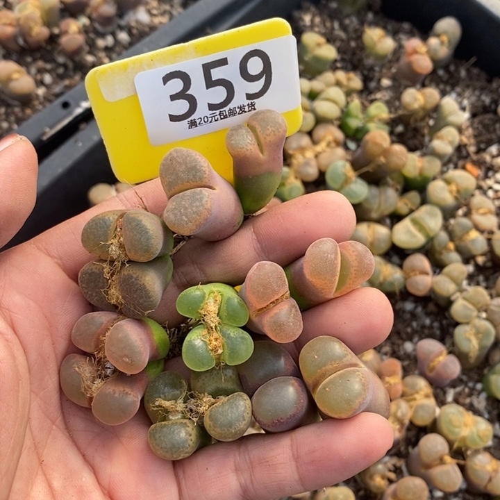 △***⊕生石花等植物的生长发育359