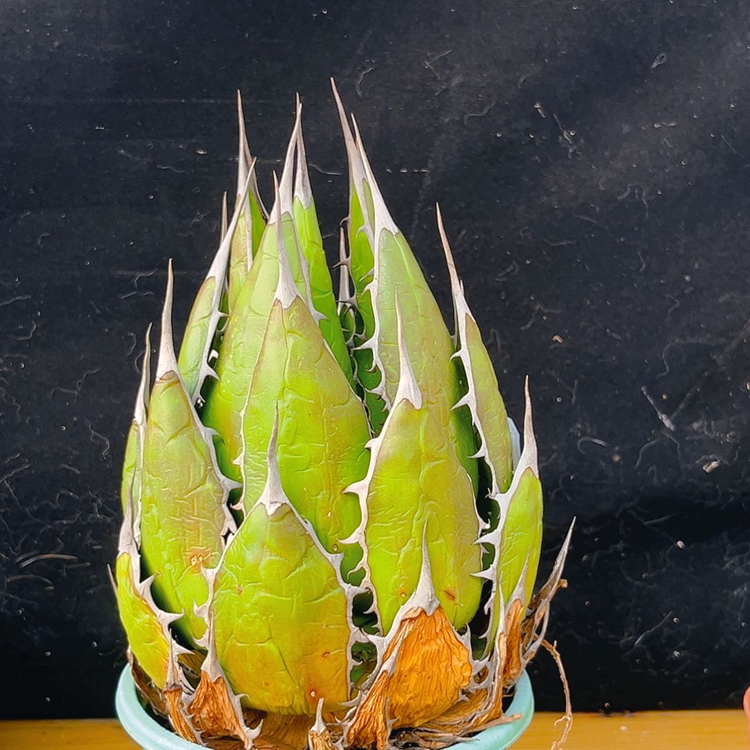 龙舌兰强刺霍利达包菜款漏