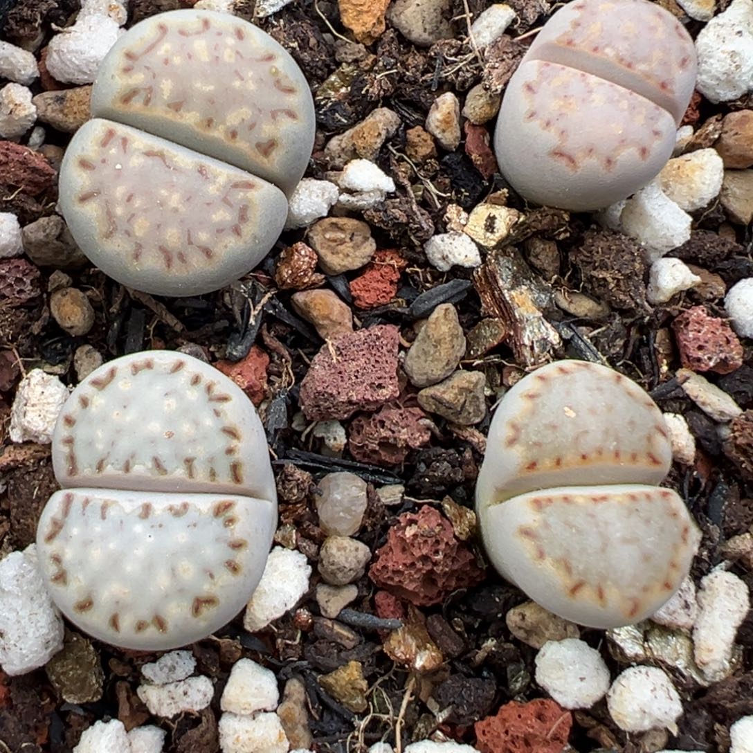 11.24好看的多肉脱土发货293