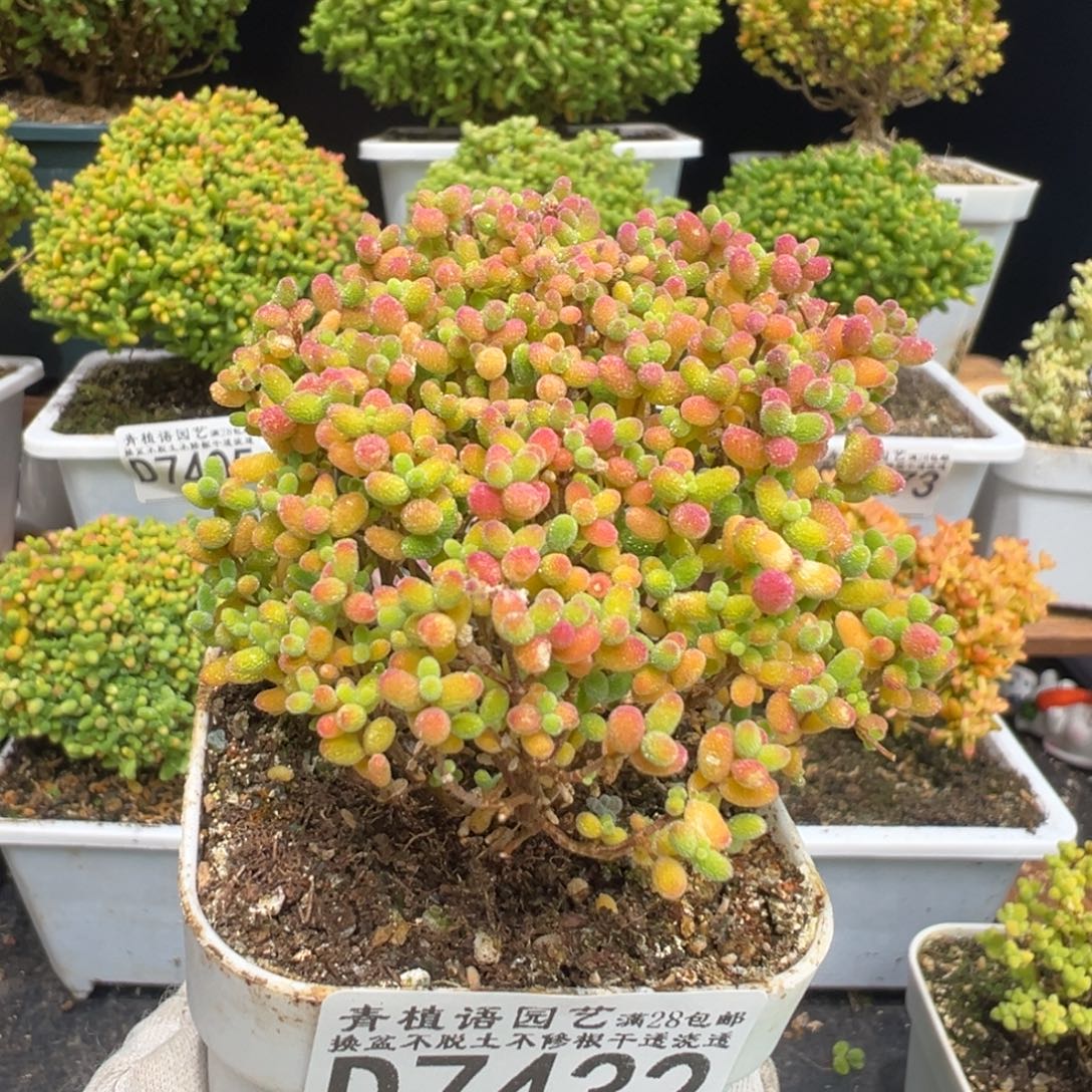 D7432蜜桔糖球枝干