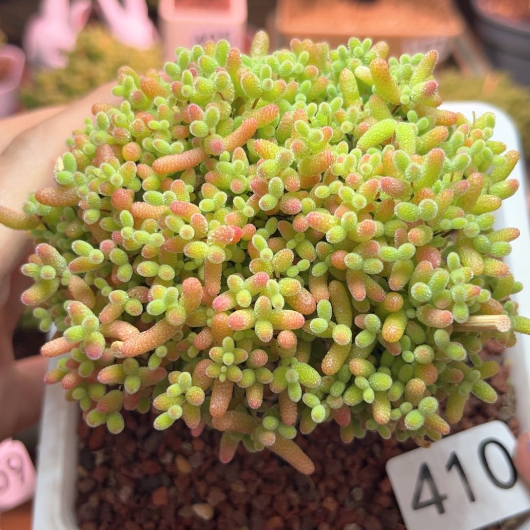 410蜜桔可爱多肉植物