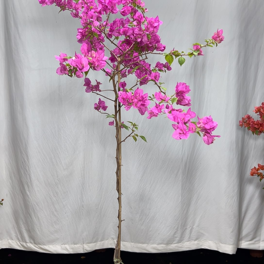 大量花朵（建议范围：8朵-15朵 或40%以上）启**?