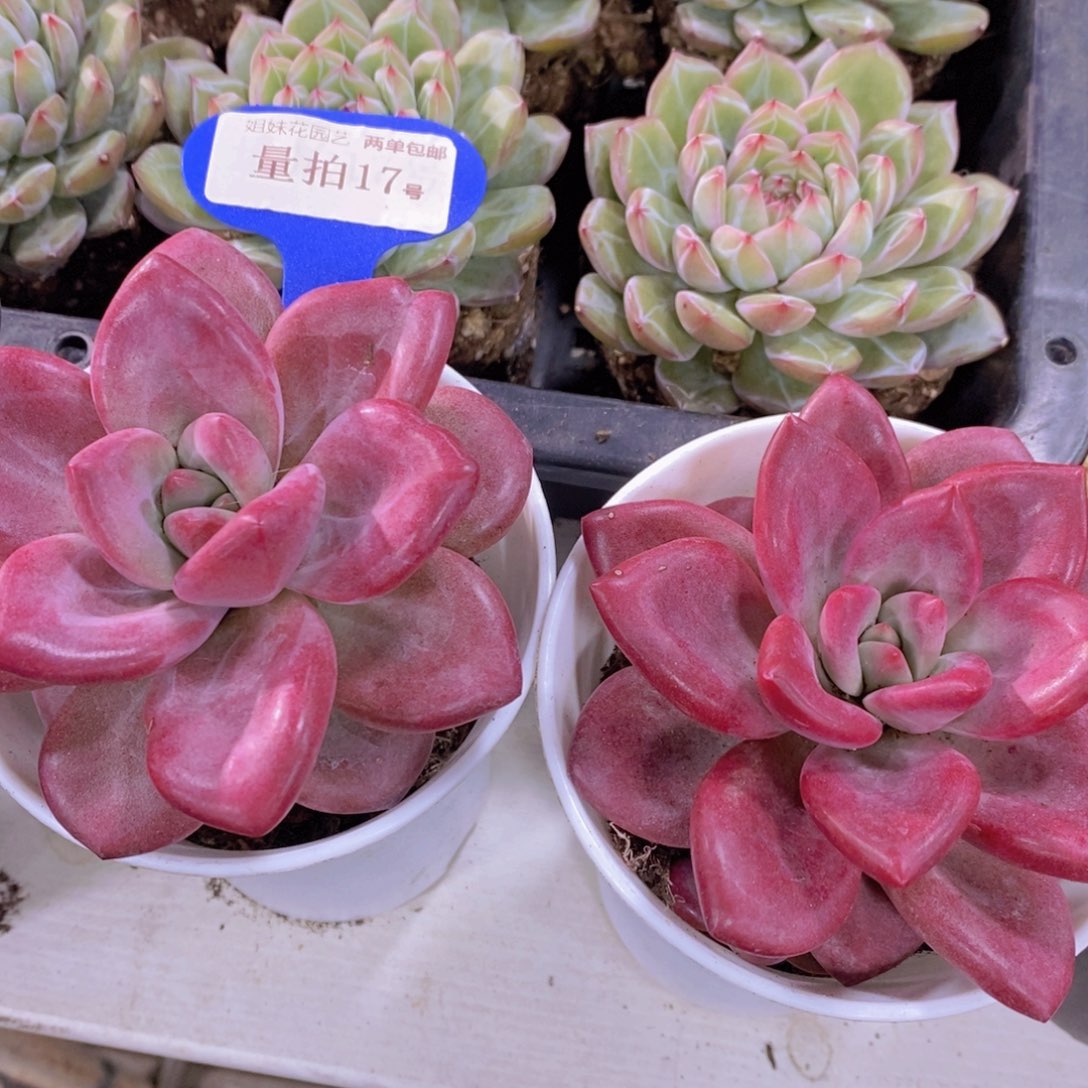 量拍17号 精品大母本赫菲斯托单头一个