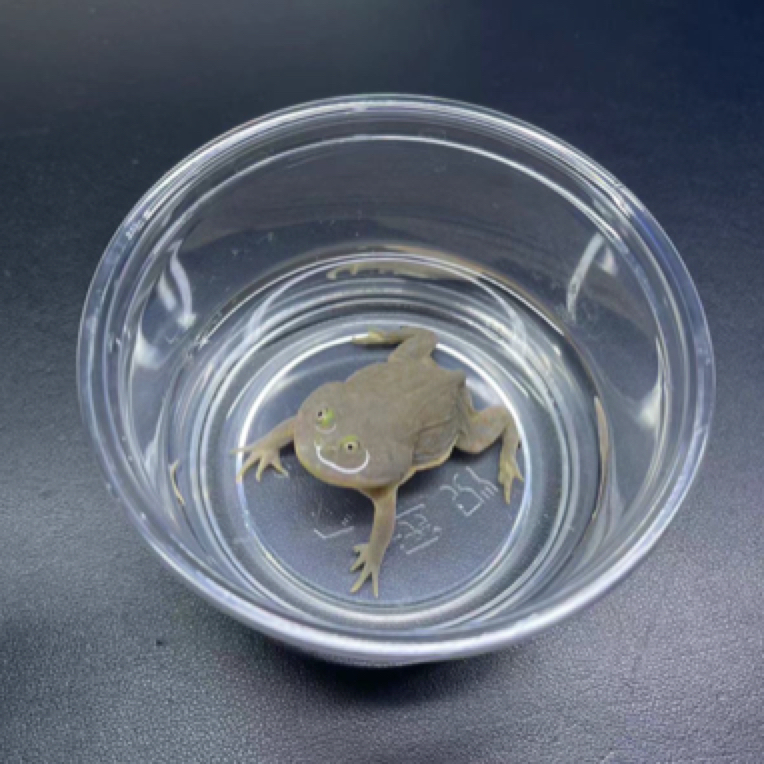 网红小丑蛙猫眼珍珠蛙活体宠物可直播挑选