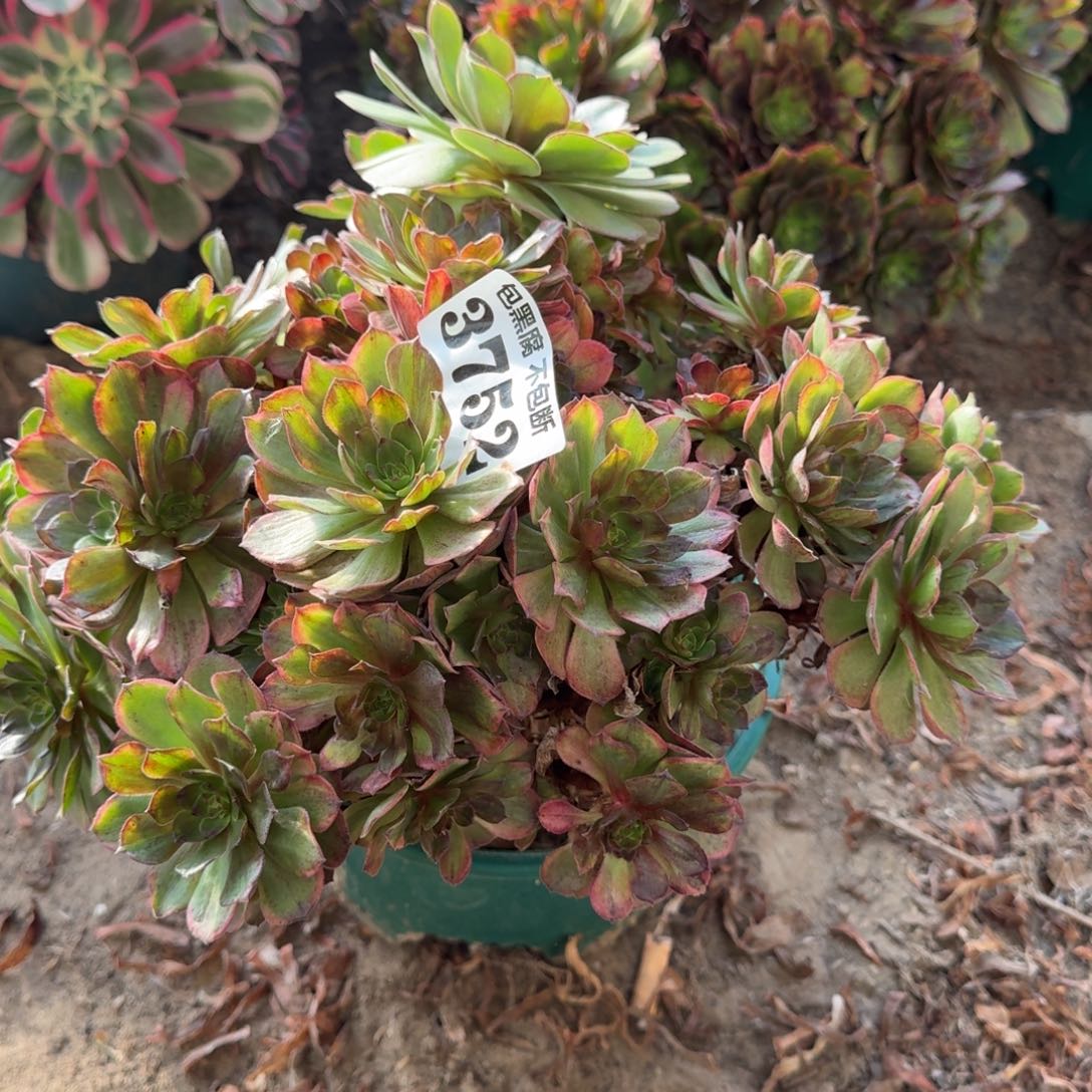 法师斑斓无售后3752 18-49