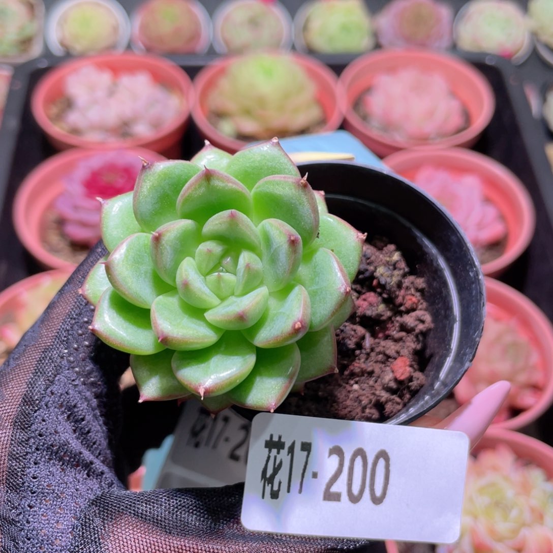 花利美17-200绿水鬼