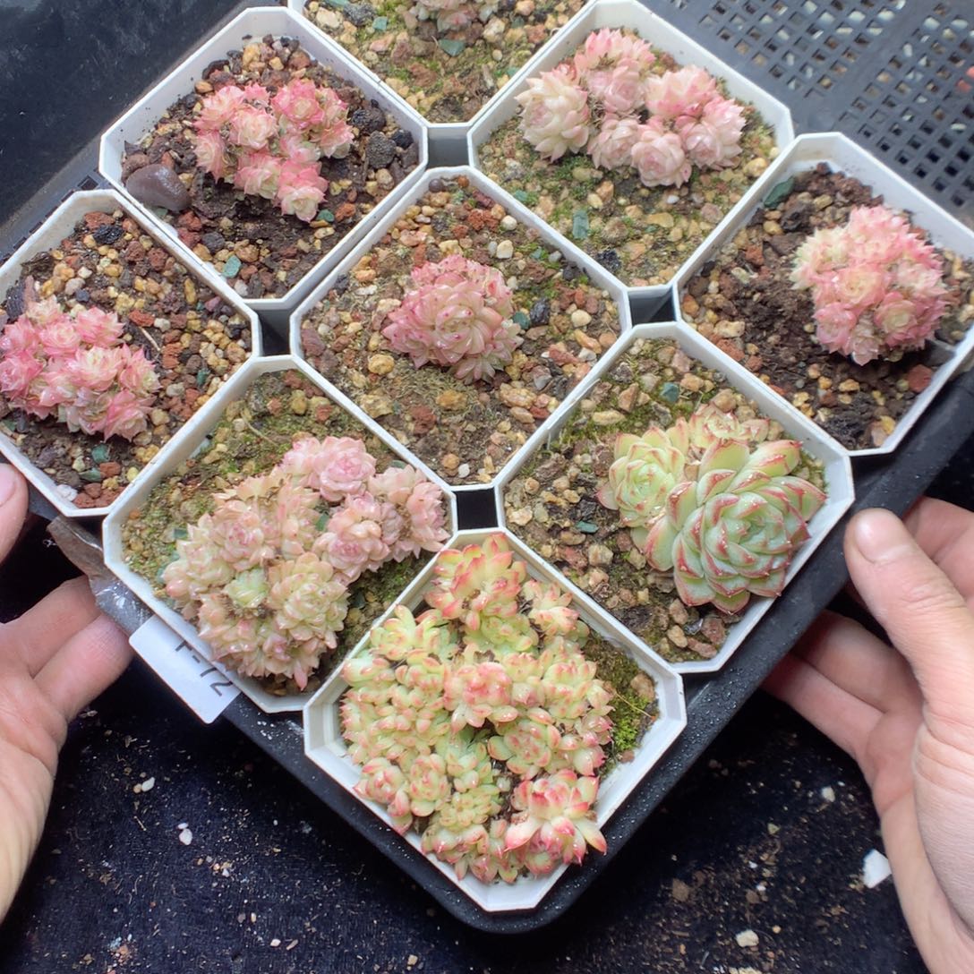 无花朵F72。yyyyyyyyy