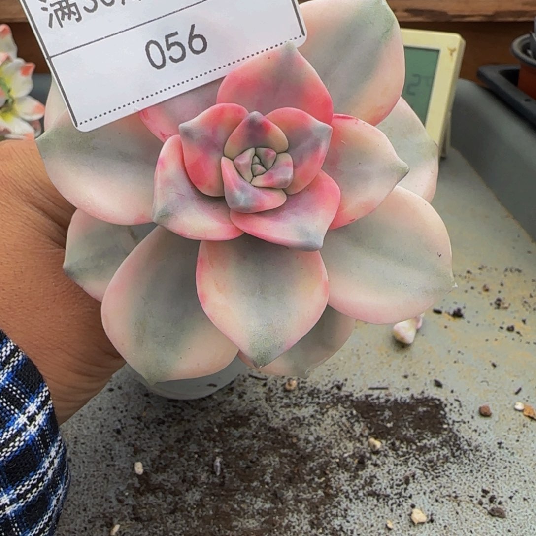 056紫乐锦多肉单头冷白皮