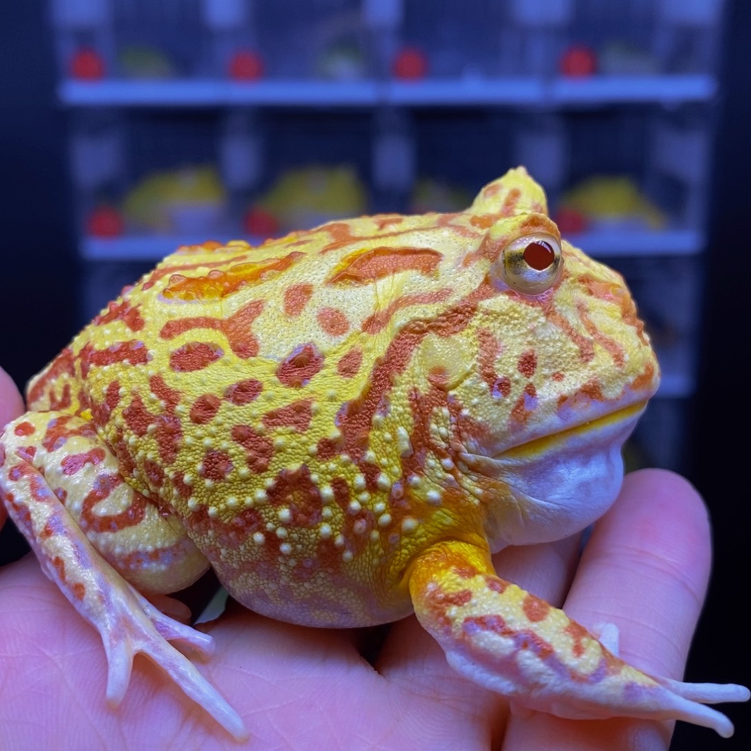 角蛙大南瓜角蛙一只。    