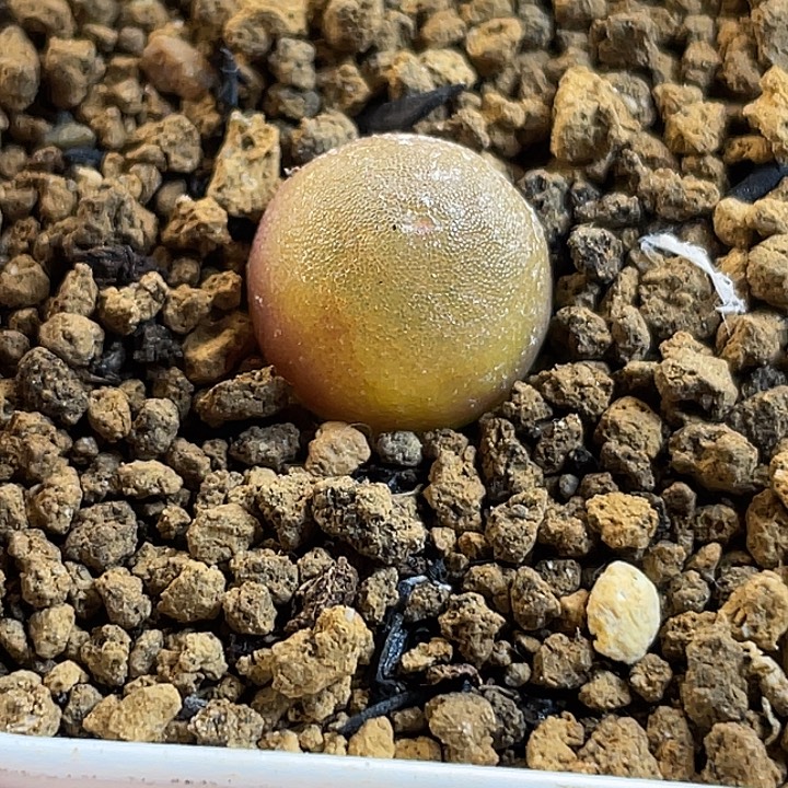 佳人园艺多肉生石花哈默灯泡772