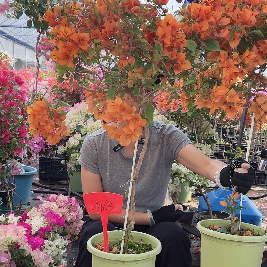 蓝***纸大部分花苞少量开放M63橙桑巴