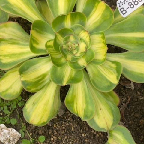 888暴君满25包邮多肉