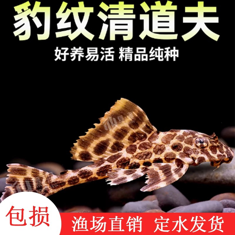 豹纹鱼缸清洁工清洁工除藻吃粪便活体垃圾异性热带观赏鱼