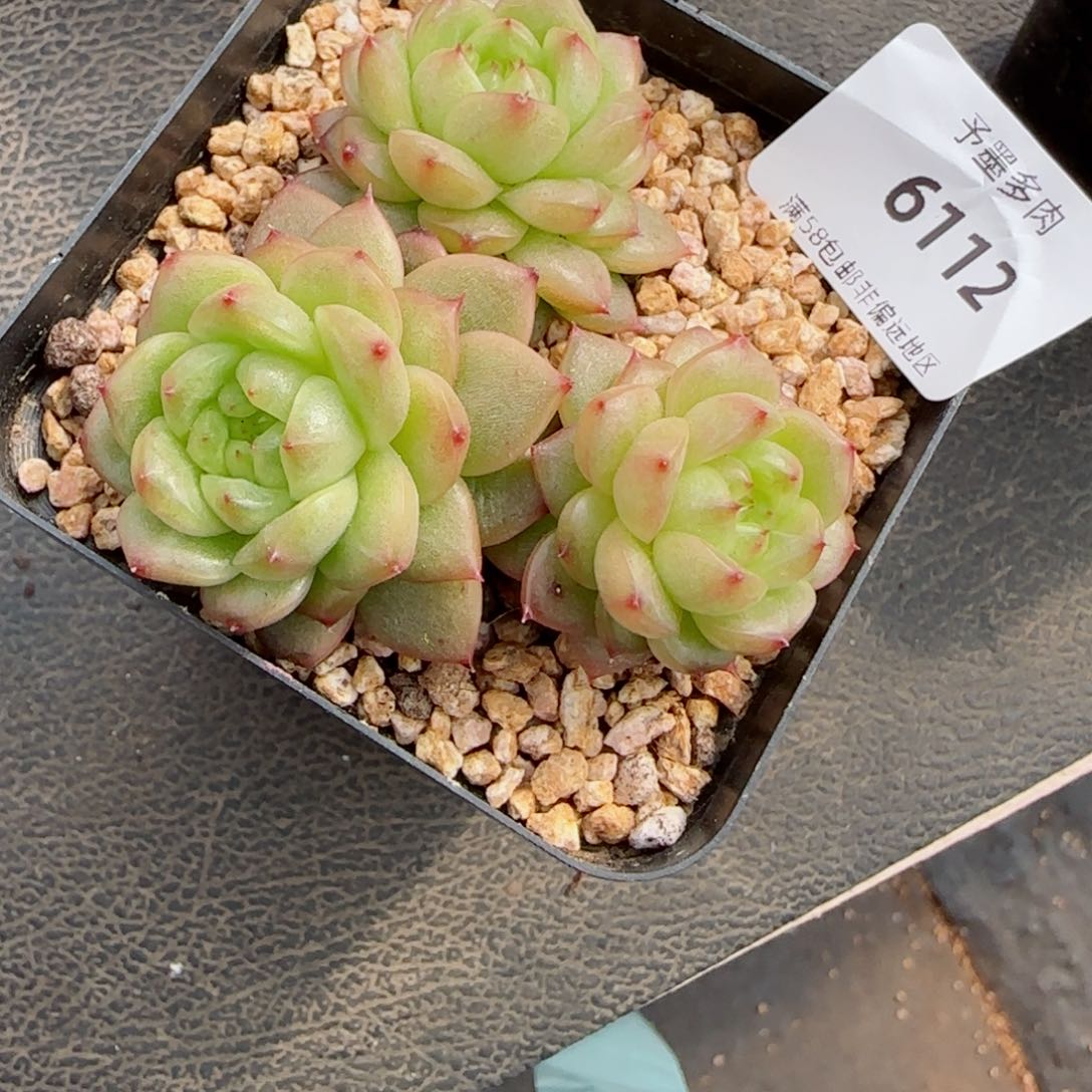 灯泡珍妮，6112多肉植物