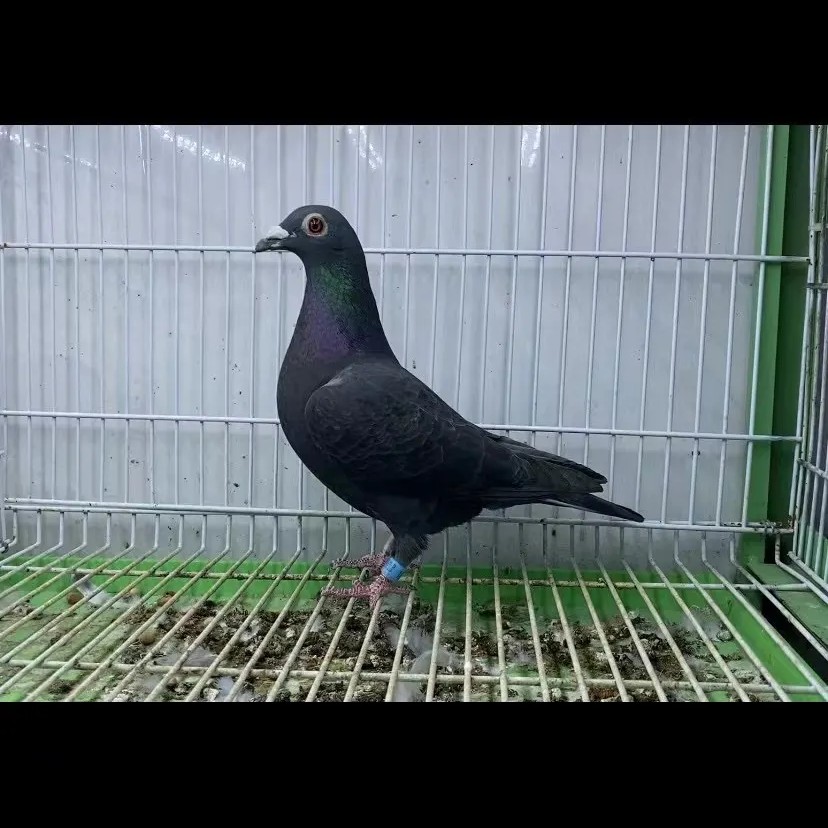精选纯黑实战型种鸽，适合赛程