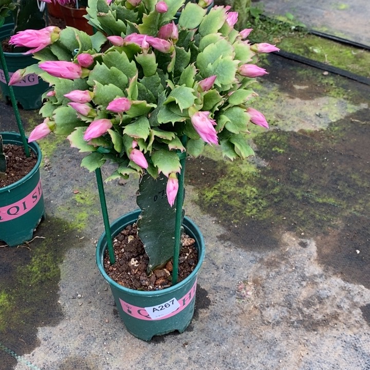 大部分花苞少量开放珍***人267嫁接073