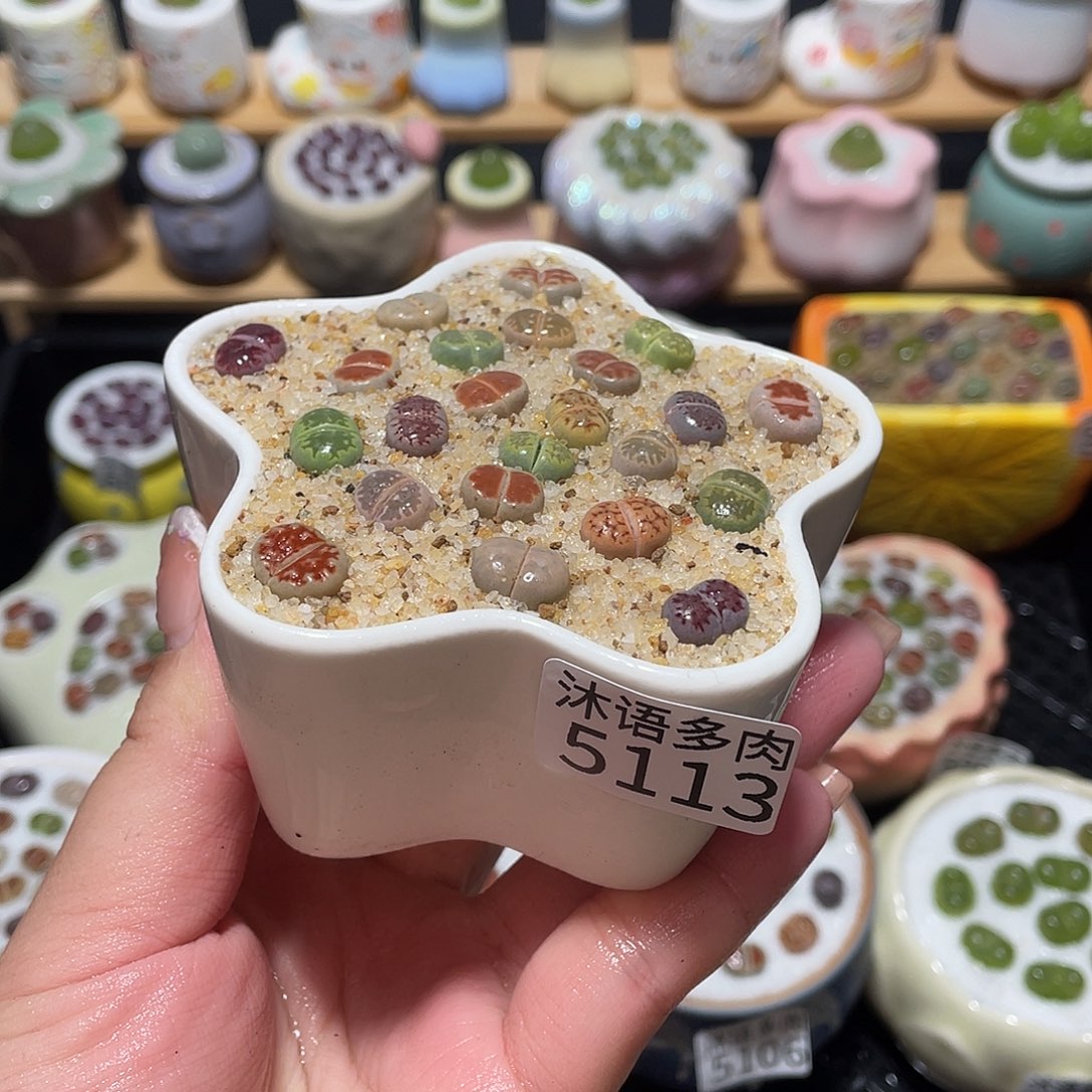 带盆土植物一物一拍5113