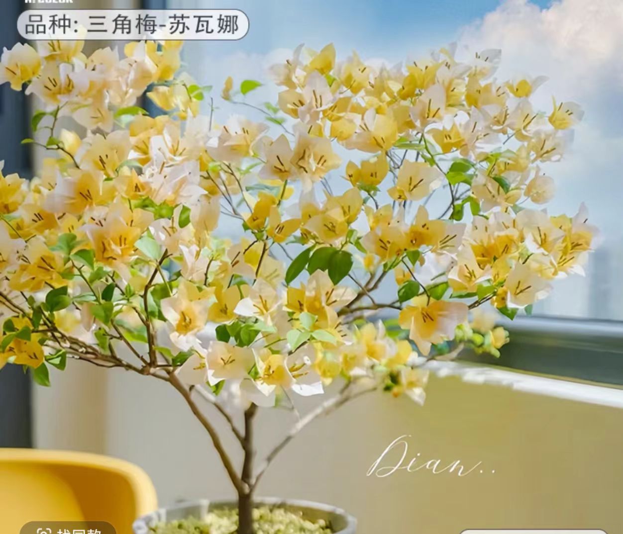 【苏瓦娜】三角梅落花落叶光杆属正常介意慎拍拍下默认接受