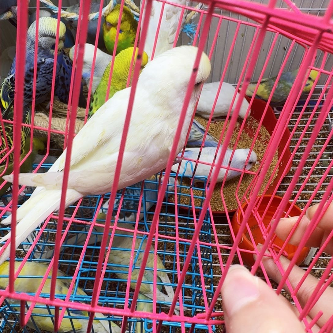 虎皮鹦鹉金彩一只