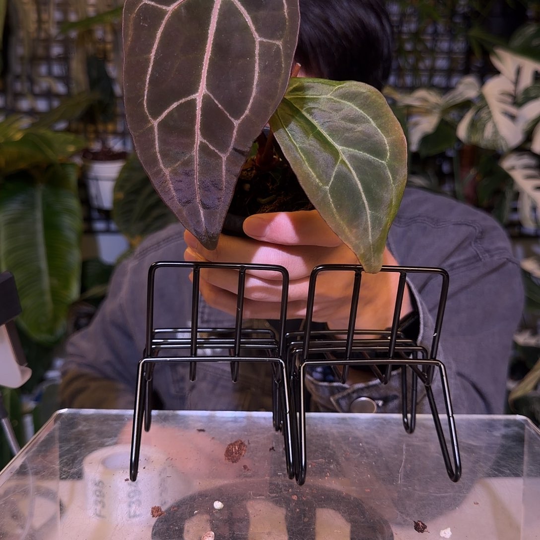 完全开放F392巧克力红