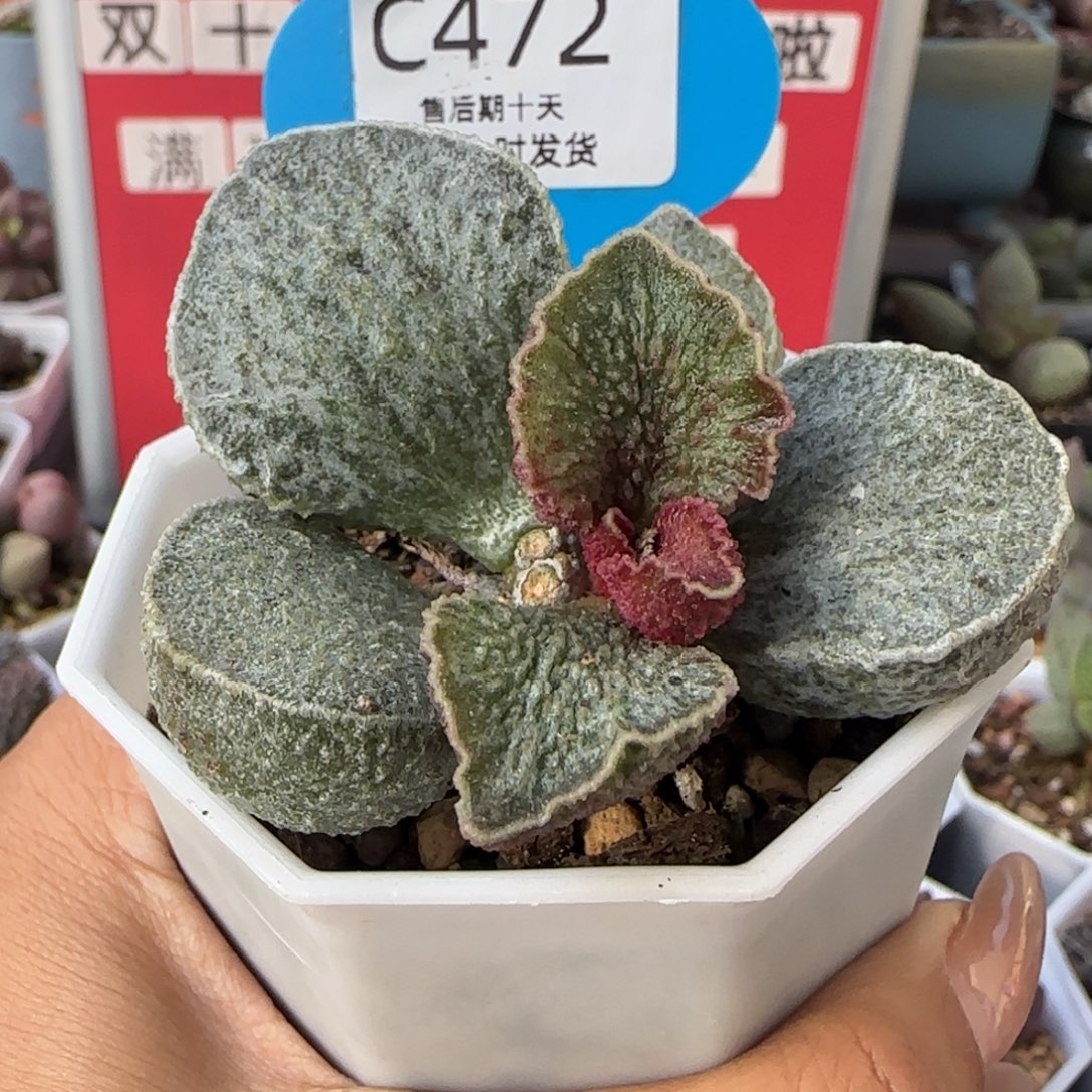 口***妹福利。  472。       