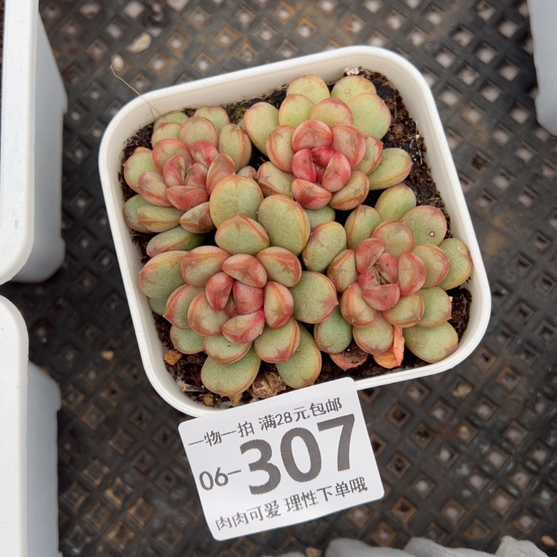 葡萄，多肉多肉多肉多肉