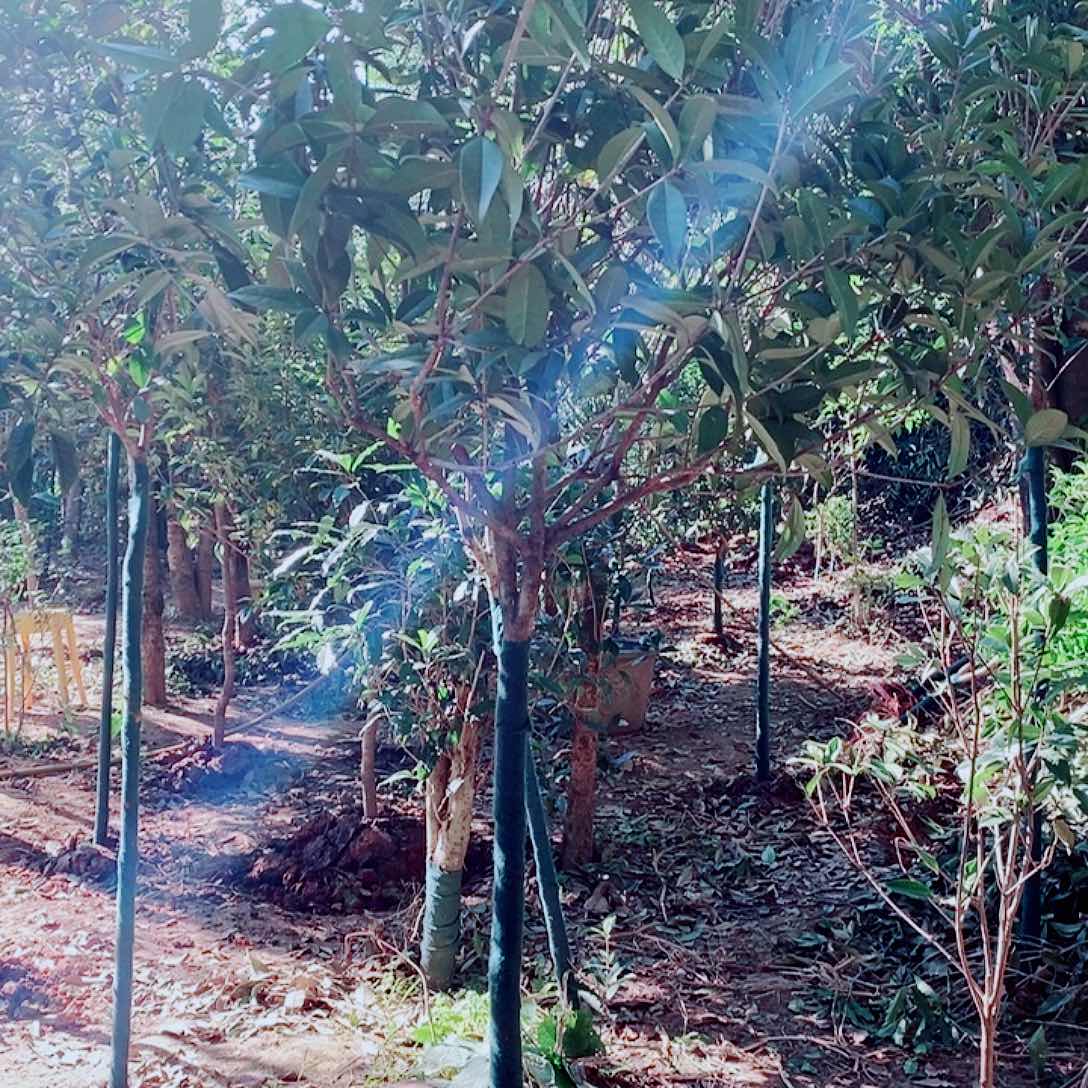 鑫***辰完全开放4左右状元红