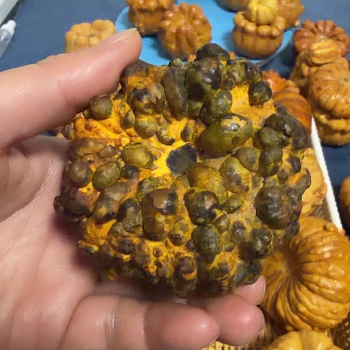 小***只墨西哥七彩疙瘩葫芦