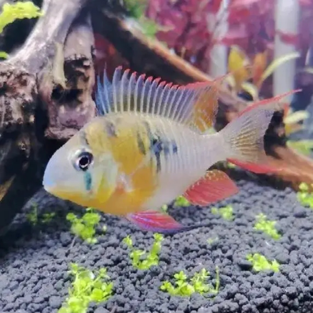玻利维亚凤凰短鲷鱼波子皮瓦斯小型热带南美淡水观赏鱼新手草缸
