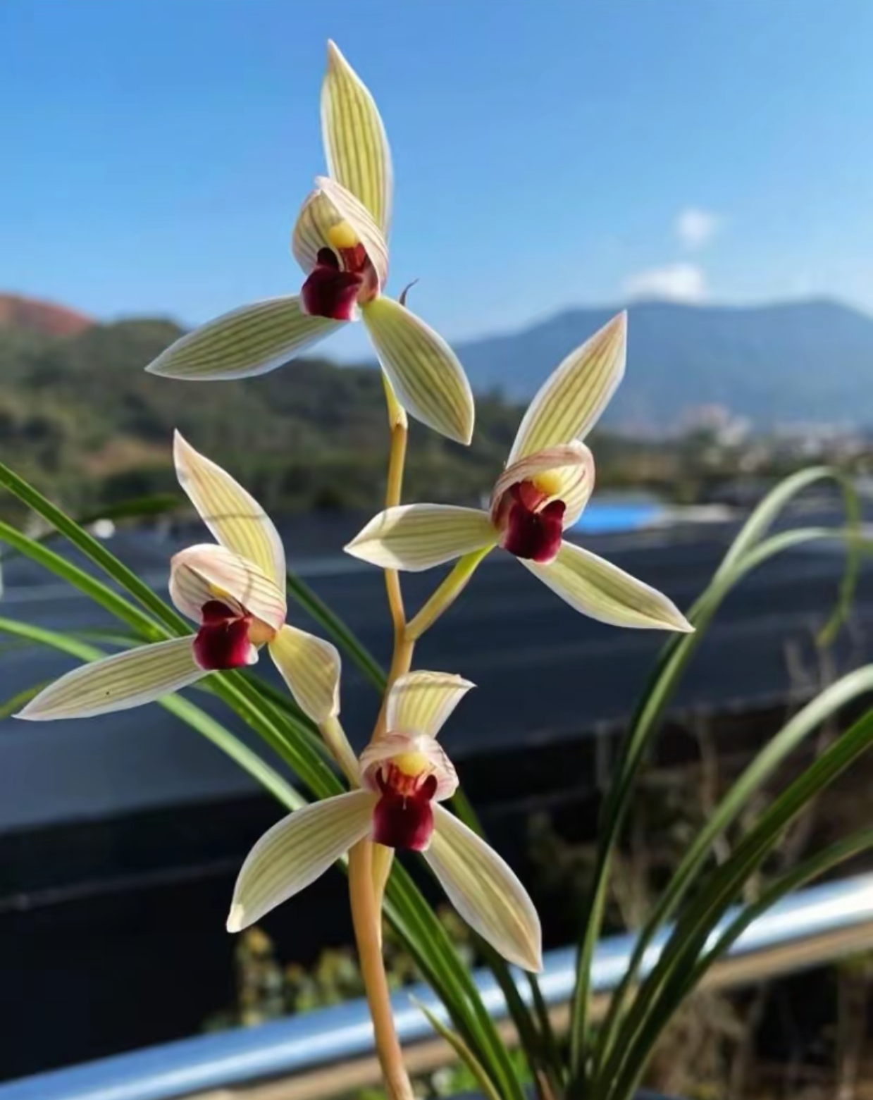 莲瓣兰春兰蕙兰一物一拍---请勿随意下单