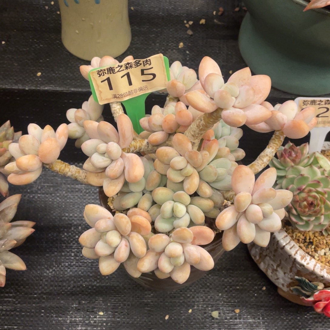 弥鹿之森一物一拍