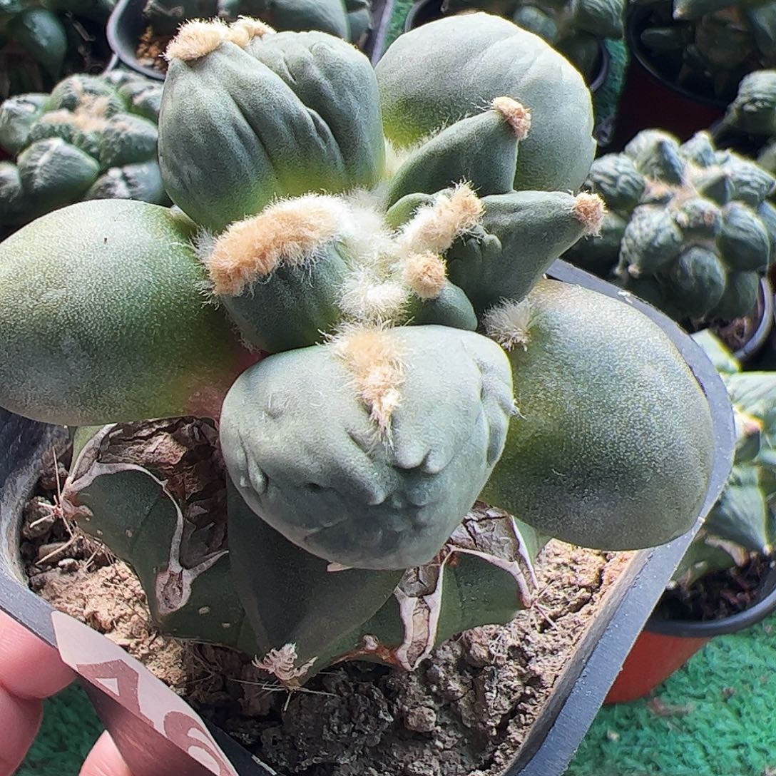 无花朵福利光面蛋尤牡丹461