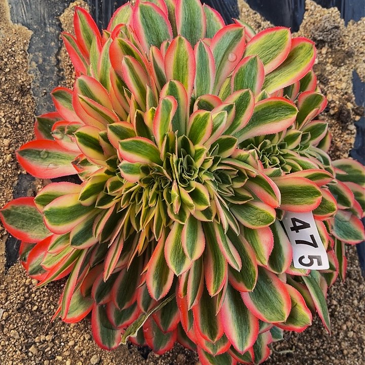 475妖月多肉植物处理不售后缀化