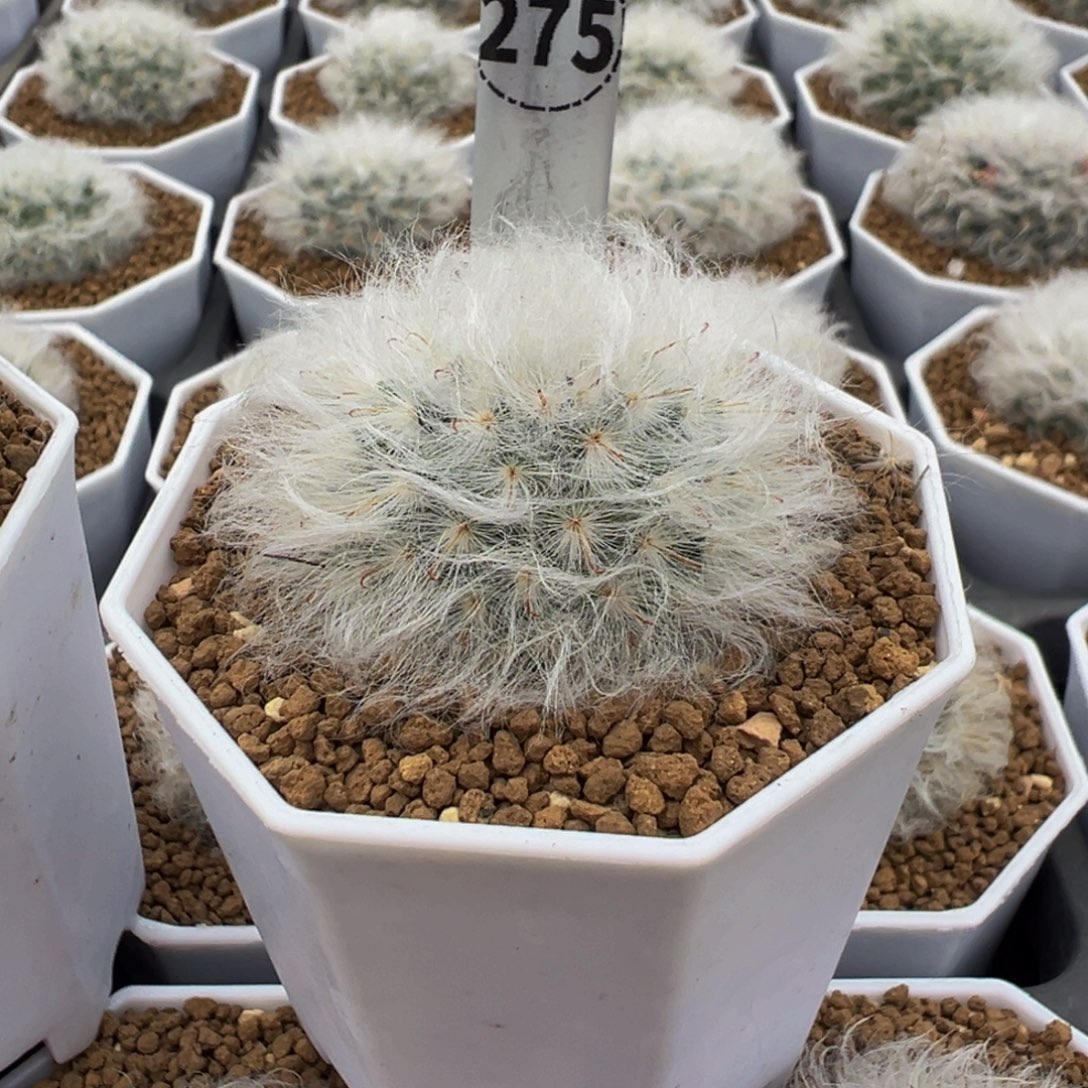 275实生根白云高砂多肉植物带盆土